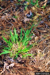Open-flower Rosettegrass, Soft Tuft
Witchgrass / Dichanthelium laxiflorum